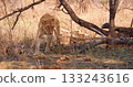 Young lioness walks through the savannah. 133243616