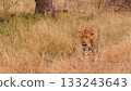Leopard Walks Leisurely Through Tall Grass 133243643
