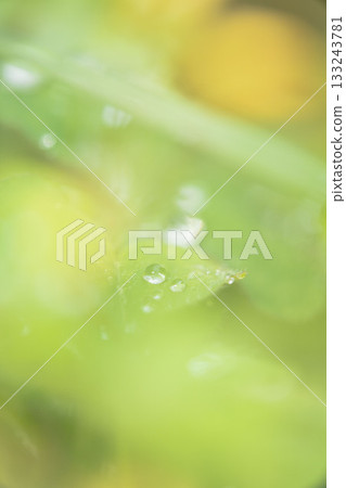 Frost on clover leaves 133243781