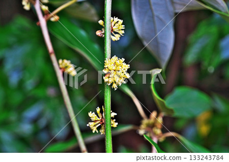 Pale yellow flowers of the white alder (autumn, November) 133243784