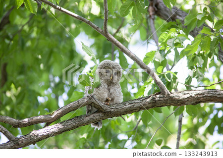Ezo貓頭鷹幼鳥 Ezo貓頭鷹幼鳥 133243913