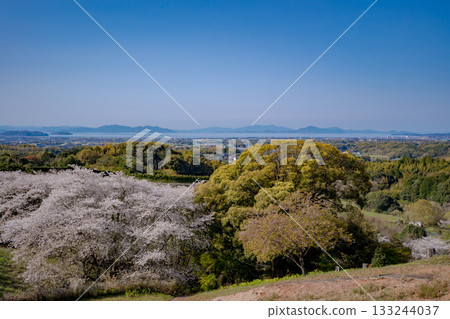高野山公園的櫻花與泉市的城市景觀 133244037