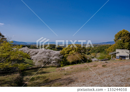 高野山公園的櫻花與泉市的城市景觀 133244038