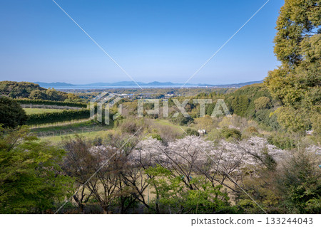 高野山公園（泉市）的櫻花 133244043