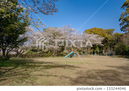 Cherry blossoms at Koyasan Park (Izumi City) 133244046