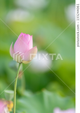 Lotus flower  133244061