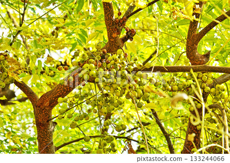 黃綠色的中華樹果實（秋季，11月） 133244066