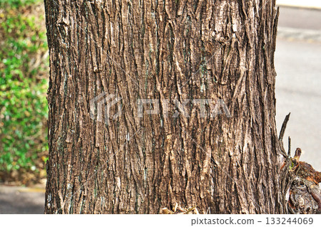 中國樹皮（秋季，十一月） 133244069