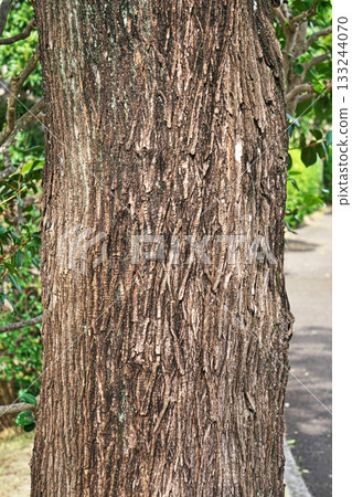 中國樹皮（秋季，十一月） 133244070