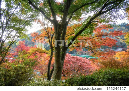 山津里山公園的秋葉 山津里山公園的秋葉 133244127