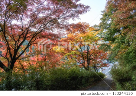 山津里山公園的秋葉 133244130