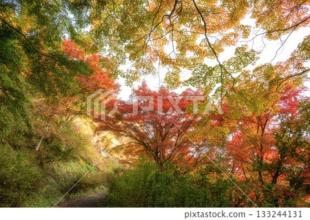 山津里山公園的秋葉 133244131