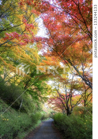 山津里山公園的秋葉 133244133