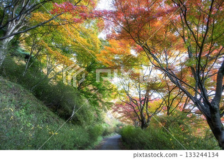 山津里山公園的秋葉 133244134