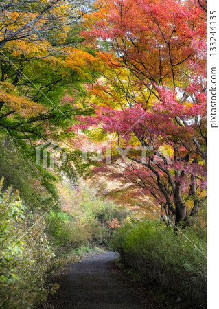 山津里山公園的秋葉 山津里山公園的秋葉 133244135