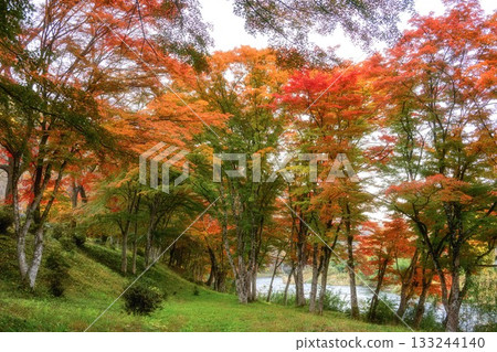 山津里山公園的秋葉 133244140