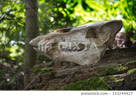 The skull of a wild boar, resting on a moss-covered log in a forest. The skull of a wild boar, resting on a moss-covered log in a forest. 133244427