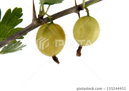 Two ripe gooseberries hanging on a branch, isolated on a white background Two ripe gooseberries hanging on a branch, isolated on a white background 133244431