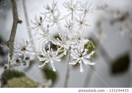 Crystal Frost on Starry Seed Heads Close-Up Winter Branches in Crisp Morning Light 133244435
