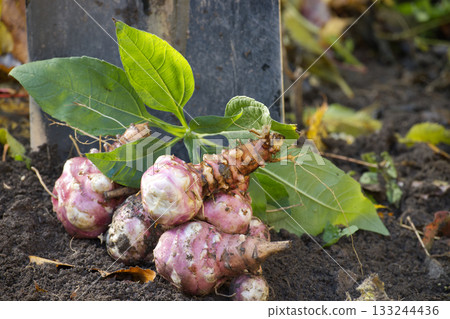 Jerusalem artichokes with leaves and a shovel in the garden 133244436
