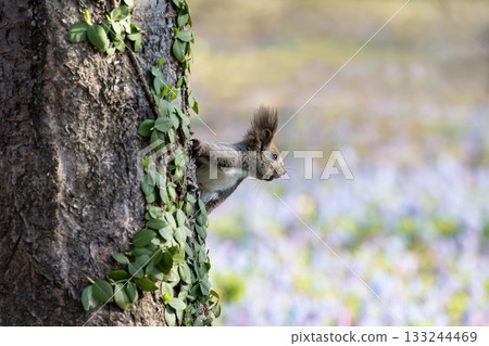Early spring in the Hokkaido squirrel forest Early spring in the Hokkaido squirrel forest 133244469