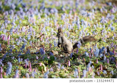 Early spring in the Hokkaido squirrel forest 133244471