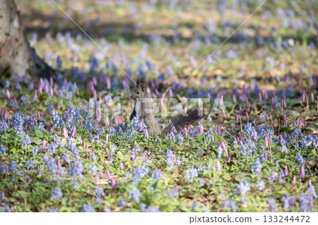 北海道松鼠森林的初春 北海道松鼠森林的初春 133244472