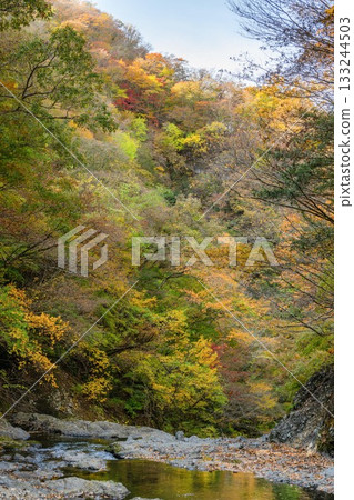 Autumn leaves around Fukuroda Falls in Daigo Town, Ibaraki Prefecture 133244503
