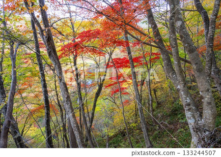 Autumn leaves around Fukuroda Falls in Daigo Town, Ibaraki Prefecture Autumn leaves around Fukuroda Falls in Daigo Town, Ibaraki Prefecture 133244507