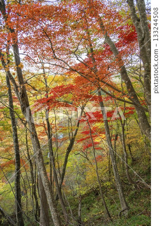 Autumn leaves around Fukuroda Falls in Daigo Town, Ibaraki Prefecture 133244508