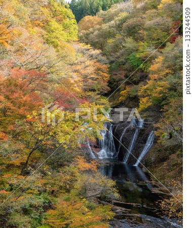 Autumn leaves around Fukuroda Falls in Daigo Town, Ibaraki Prefecture 133244509