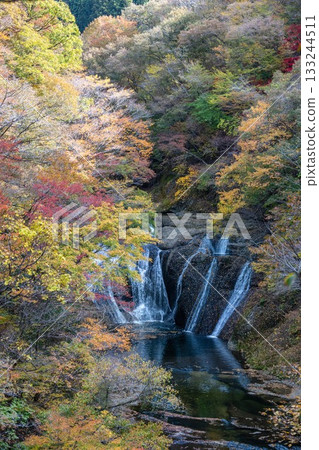Autumn leaves around Fukuroda Falls in Daigo Town, Ibaraki Prefecture 133244511
