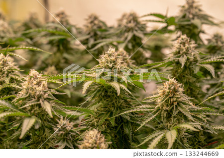 female blossom marijuana SoG Sea of Green net hemp cultivation technique Growing pot indoor bloom stage growth Medical female blossom marijuana SoG Sea of Green net hemp cultivation technique Growing pot indoor bloom stage growth Medical 133244669