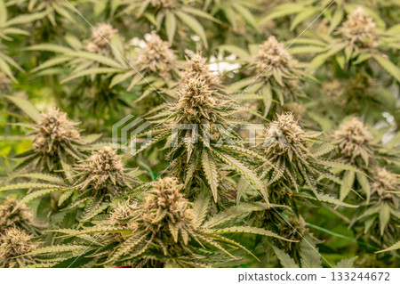 female blossom marijuana SoG Sea of Green net hemp cultivation technique Growing pot indoor bloom stage growth Medical 133244672