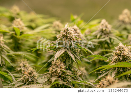 female blossom marijuana SoG Sea of Green net hemp cultivation technique Growing pot indoor bloom stage growth Medical 133244673