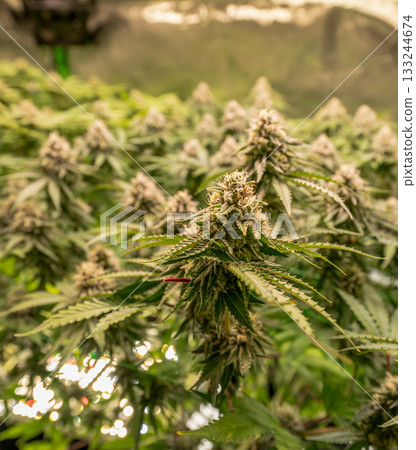 female blossom marijuana SoG Sea of Green net hemp cultivation technique Growing pot indoor bloom stage growth Medical 133244674