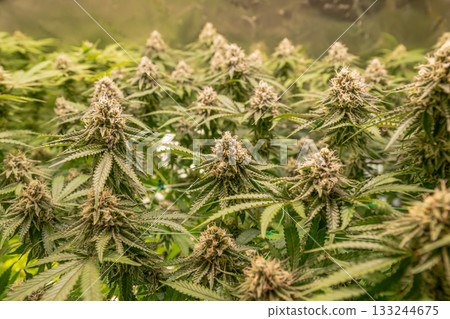 female blossom marijuana SoG Sea of Green net hemp cultivation technique Growing pot indoor bloom stage growth Medical 133244675