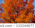 秋天的顏色 133244677