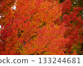 秋天的顏色 133244681