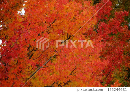 Autumn color 133244681
