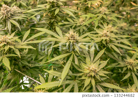 female blossom marijuana SoG Sea of Green net hemp cultivation technique Growing pot indoor bloom stage growth Medical 133244682