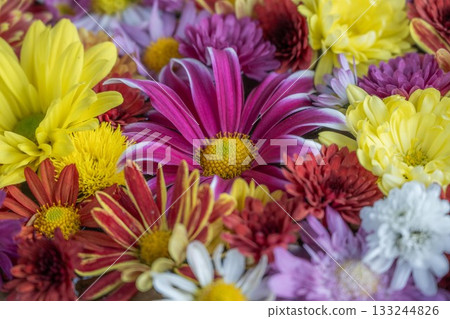Kasama Chrysanthemum Festival Kasama Chrysanthemum Festival 133244826