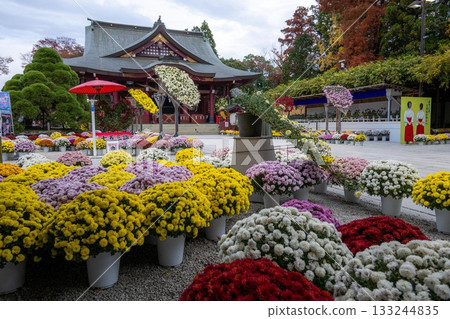 笠間菊花節 笠間菊花節 133244835