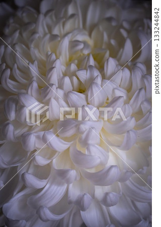 Kasama Chrysanthemum Festival 133244842