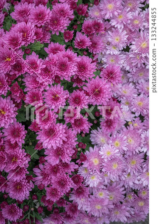 笠間菊花節 133244855