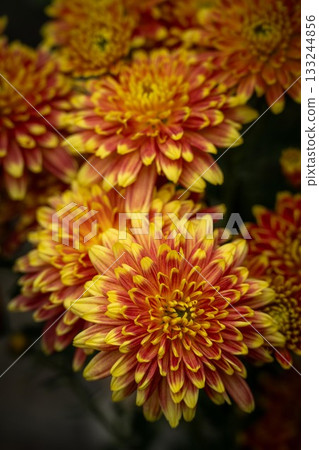 笠間菊花節 133244856