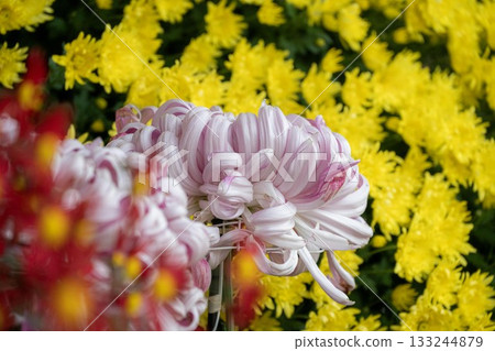 Kasama Chrysanthemum Festival 133244879