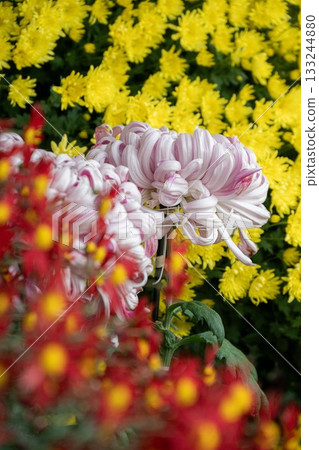 笠間菊花節 笠間菊花節 133244880