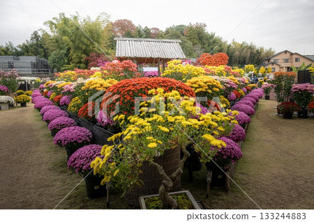 Kasama Chrysanthemum Festival 133244883