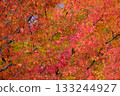 晴朗的秋葉 133244927